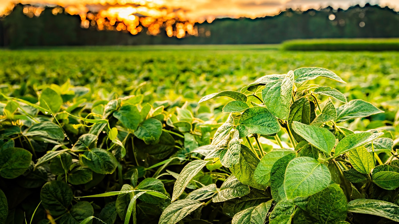 GMO Soy