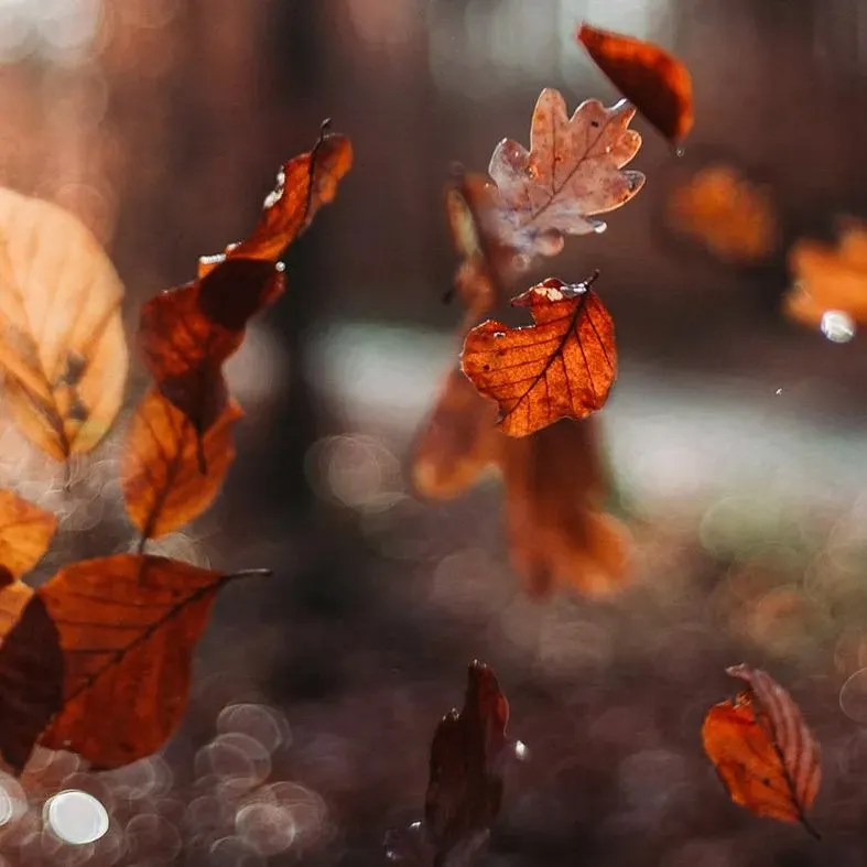 Autumn leaves